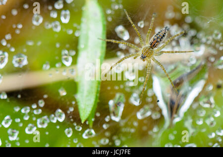 Close up vista dall'alto del prato Wolf spider o Hippasa holmerae in Thailandia Foto Stock