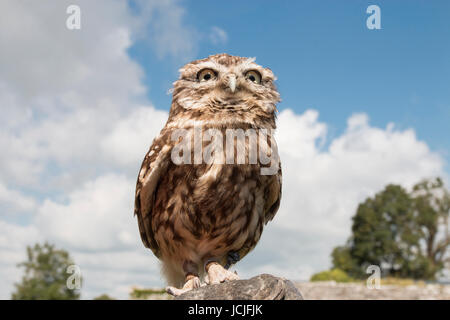 Dot la civetta da Pembrokeshire falconeria Foto Stock