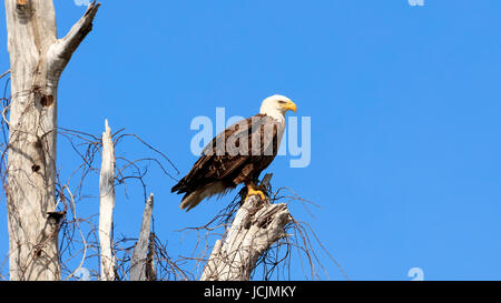 American aquila calva, Haliaeetus leucocephalus, appoggiata su un vecchio albero, Florida, Stati Uniti d'America Foto Stock