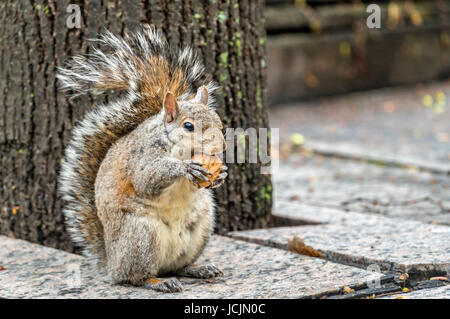 Orientale scoiattolo grigio mangia una noce su Piazza della Trinità a Toronto in Canada Foto Stock