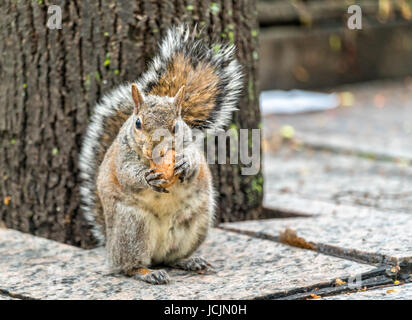 Orientale scoiattolo grigio mangia una noce su Piazza della Trinità a Toronto in Canada Foto Stock