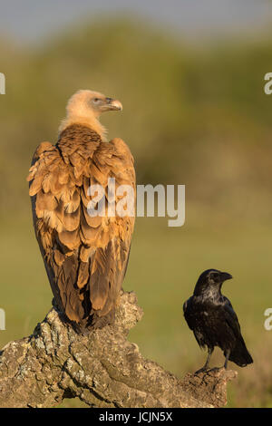 Grifone (Gyps fulvus), Adulto e comune corvo imperiale (Corvus corax), sul ramo di una quercia da sughero, Estremadura, Spagna Foto Stock