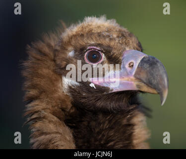 Avvoltoio monaco (Aegypius monachus), ritratto, Estremadura, Spagna Foto Stock