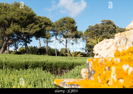 Per la cura di prati e alberi in Sicilia orientale Foto Stock