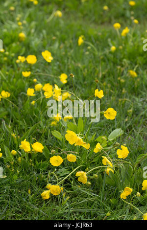 Colpo verticale con piccoli fiori gialli shot con profondità di campo Foto Stock
