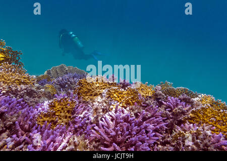 Coral reef con violetta coralli duri, giallo fuoco e coralli subacqueo in mare tropicale Foto Stock