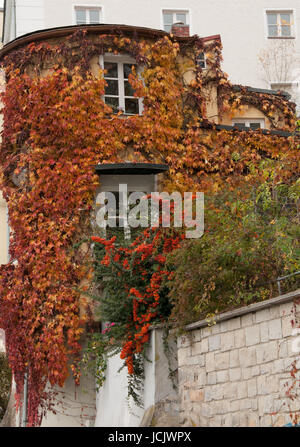 Casa rotonda in passau, Germania con vigneti che crescono su esterno in caduta. Foto Stock