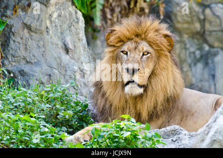 Leone maschio resto sulle Rocky Mountain Foto Stock