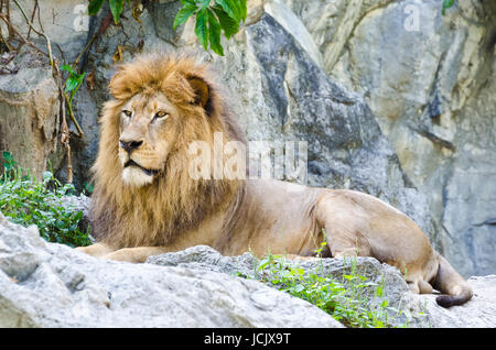 Leone maschio resto sulle Rocky Mountain Foto Stock