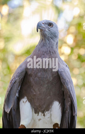 Pesce minore Eagle ( Ichthyophaga humili ) cacciatori di uccelli il tempo di attesa per la caccia Foto Stock