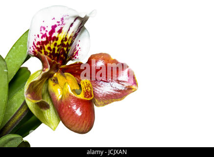 Pantofola Orchid ( Paphiopedilum ) , Flora con forma di fiori esotici e rari su sfondo bianco Foto Stock