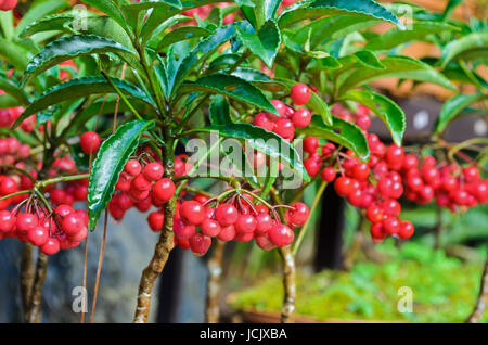 Ardisia Crenata ( Myrsinaceae ) piante piccola e luminosa frutta rossa Foto Stock