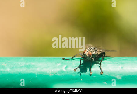 Il fly si siede sulla superficie è illuminato dal sole luminoso. Foto macro di un insetto con un estremo colpo di allargamento-vola, carrion mosche, bluebottles, greenbottles, o cluster di mosche calliphoridae lucilia, Foto Stock