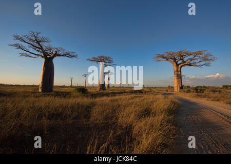 Nel tardo pomeriggio la luce sul viale di baobab, Madagascar Foto Stock