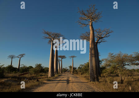 Nel tardo pomeriggio la luce sul viale di baobab, Madagascar Foto Stock