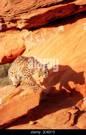 Bobcat (Lynx rufus) in piedi su rocce rosse Foto Stock