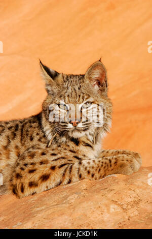 Bobcat (Lynx rufus) giacente su rocce rosse Foto Stock