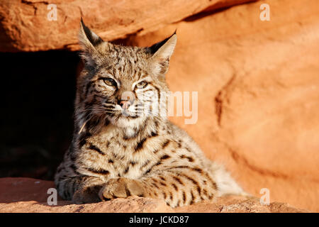 Bobcat (Lynx rufus) giacente su rocce rosse Foto Stock