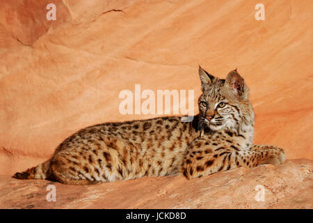 Bobcat (Lynx rufus) giacente su rocce rosse Foto Stock