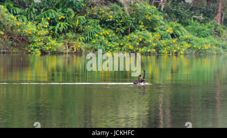 Black Swan e il suo compagno sono il nuoto presso il lago in Pang Ung parco nazionale di Mae Hong Son provincia, Thailandia Foto Stock