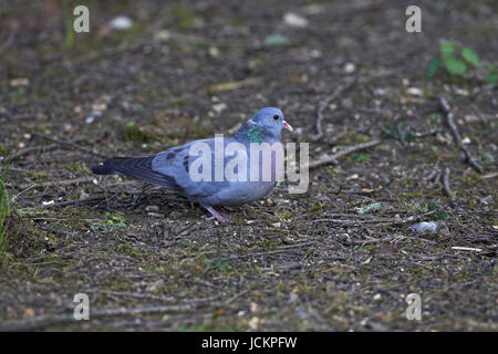 Magazzino colomba Columba oenas Blashford vicino a Ringwood Hampshire Inghilterra Foto Stock