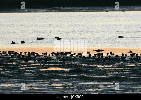 Unione wigeon Anas penelope e Dunlin Calidris alpina a sunrise Keyhaven paludi Riserva Naturale Hampshire Inghilterra Foto Stock