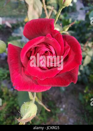 Rosa rossa Foto Stock