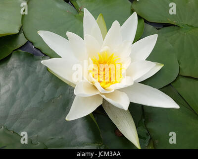 Weisse Seerose; Nymphaea alba; Heilpflanze, Wasserpflanze Foto Stock