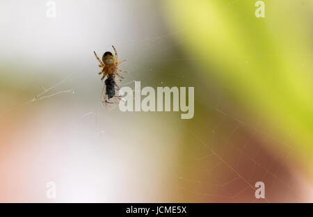 Piccolo 3 mm spider mangia una mosca Foto Stock