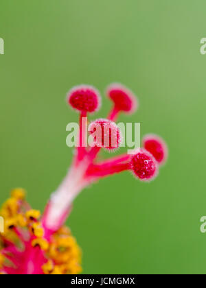 Close up carpel rossa del simbolo del fiocco di neve Hibiscus ( Hibiscus rosa sinensis ) Foto Stock