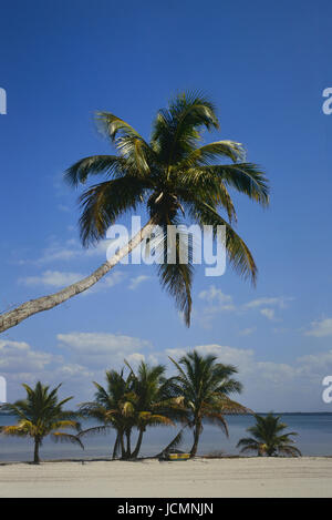 Palme sulla isola di Useppa. Pine Island Sound in Lee County, Florida, Stati Uniti. Foto Stock