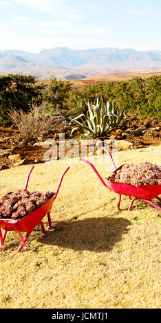 In Lesotho africa la carriola in prossimità di impianti e cactus come concetto Natura Foto Stock