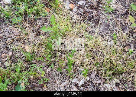 Le erbe infestanti parassiti infestanti, Tarassaco, in erba di prato prima di erbicida, erbicida, weed whacker Foto Stock