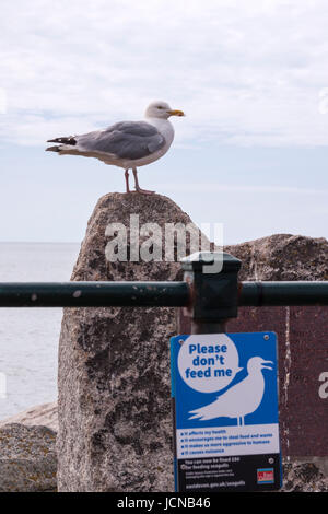 Alimentazione di gabbiani è ora un reato a Sidmouth, nel Devon. Un gabbiano si siede accanto a un 'n' alimentazione segno. Foto Stock