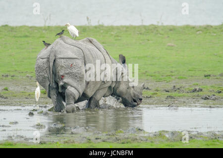 Rinoceronte indiano (Rhinoceros unicornis) che cammina nel fango. Kaziranga National Park, Assam, India Foto Stock