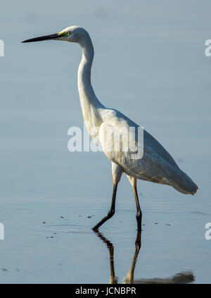 La garzetta è una specie di piccolo heron nella famiglia ardeidi. Foto Stock