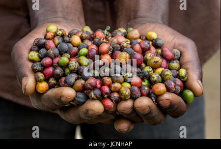 Chicchi di caffè maturo nelle mangrette di una persona. Africa orientale. Piantagione di caffè. Foto Stock