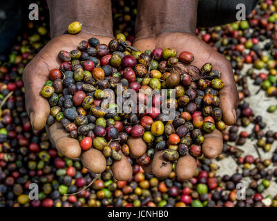 Chicchi di caffè maturo nelle mangrette di una persona. Africa orientale. Piantagione di caffè. Foto Stock