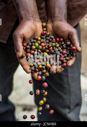 Chicchi di caffè maturo nelle mangrette di una persona. Africa orientale. Piantagione di caffè. Foto Stock