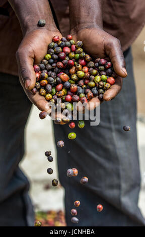 Chicchi di caffè maturo nelle mangrette di una persona. Africa orientale. Piantagione di caffè. Foto Stock