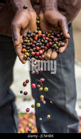 Chicchi di caffè maturo nelle mangrette di una persona. Africa orientale. Piantagione di caffè. Foto Stock