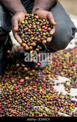 Chicchi di caffè maturo nelle mangrette di una persona. Africa orientale. Piantagione di caffè. Foto Stock