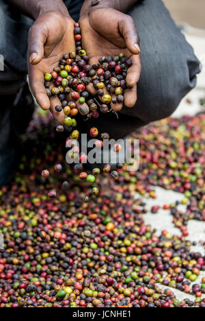 Chicchi di caffè maturo nelle mangrette di una persona. Africa orientale. Piantagione di caffè. Foto Stock