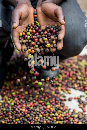 Chicchi di caffè maturo nelle mangrette di una persona. Africa orientale. Piantagione di caffè. Foto Stock