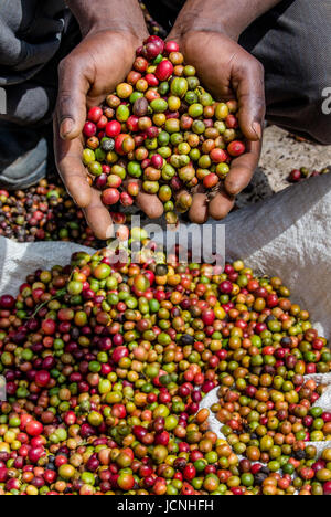 Chicchi di caffè maturo nelle mangrette di una persona. Africa orientale. Piantagione di caffè. Foto Stock