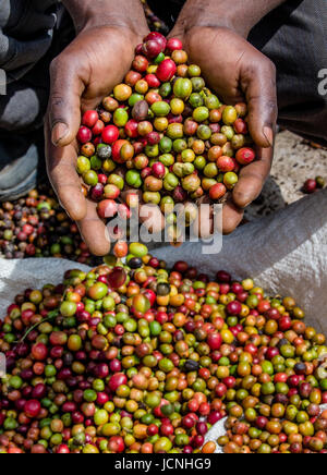 Chicchi di caffè maturo nelle mangrette di una persona. Africa orientale. Piantagione di caffè. Foto Stock