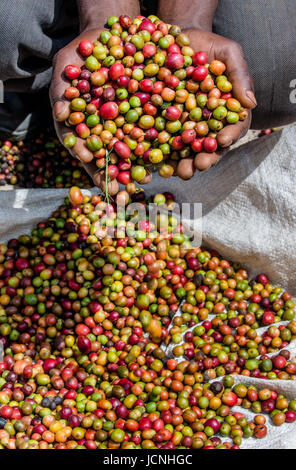 Chicchi di caffè maturo nelle mangrette di una persona. Africa orientale. Piantagione di caffè. Foto Stock