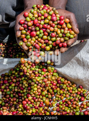Chicchi di caffè maturo nelle mangrette di una persona. Africa orientale. Piantagione di caffè. Foto Stock