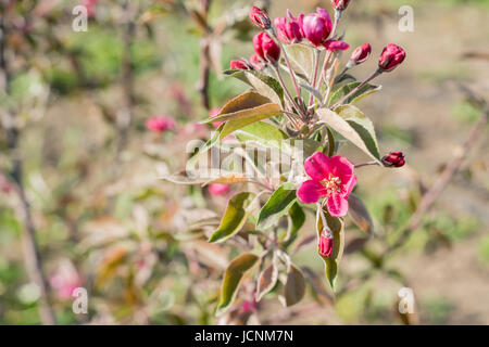 La Fioritura dei rami di un Niedzwetzky apple o Malus niedzwetskyana Foto Stock