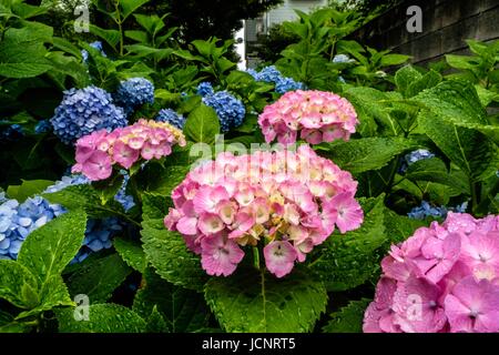 Le Ortensie presso un santuario a Tokyo Foto Stock